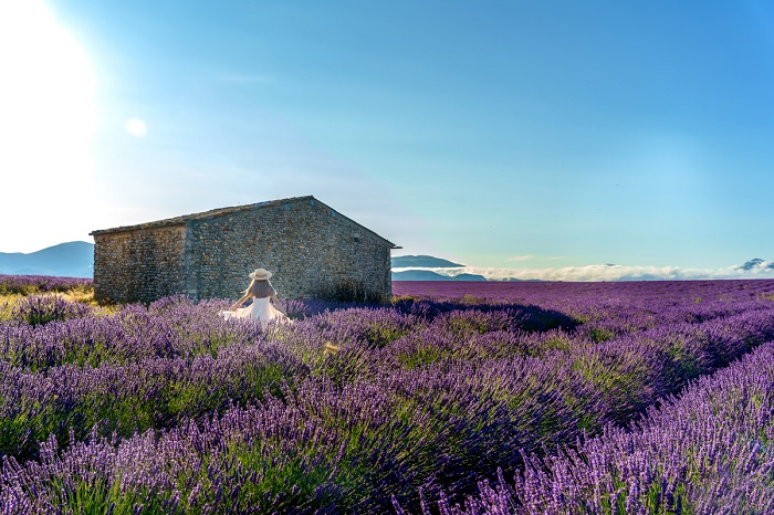 cánh đồng hoa oải hương đẹp nhất thế giới -  đảo Hvar, Croatia