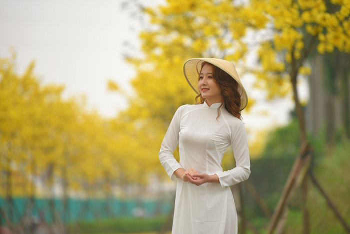 Loài cây này được trồng trong khu đô thị được mọi người gọi với cái tên quen thuôc con đường hoa phong linh Hà Nội
