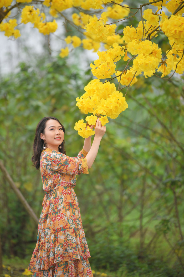 Con đường hoa phong linh Hà Nội khoe sắc trong không gian xanh mát, trong lành