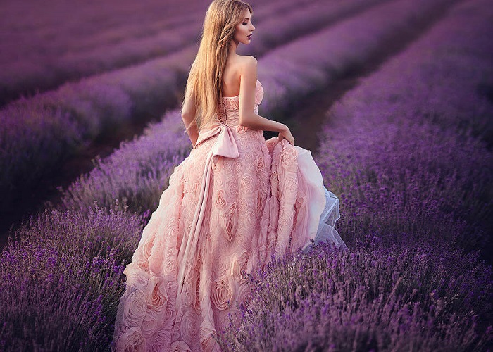 Lịch sử giá Hạt giống hoa Lavender  Hoa oải hương cập nhật 22023  BeeCost