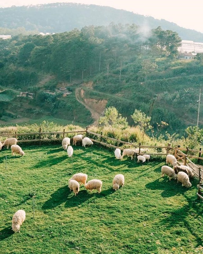 Những nông trại đẹp ở Việt Nam -Chika Farm 