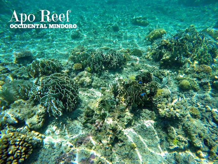 hòn đảo đẹp ở Philippines