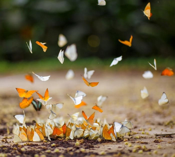 Mùa bướm rừng Cúc Phương