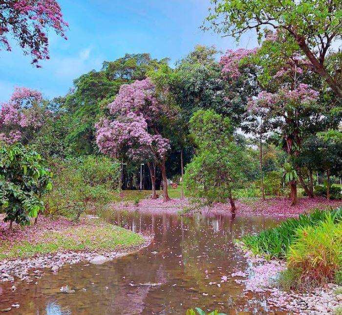 mùa xuân ở Singapore