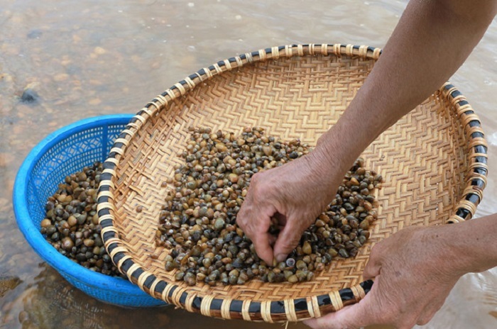 Quy trình làm bún chắt chắt Quảng Trị đòi hỏi sự tỉ mỉ và tinh tế ngay từ khâu chuẩn bị.