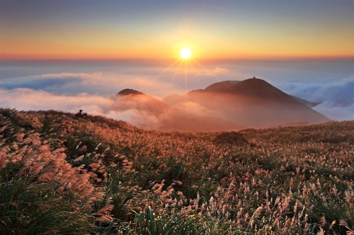Những cánh đồng cỏ lau trắng muốt, nghiêng theo chiều gió là những hình ảnh đặc trưng của công viên Dương Minh Sơn. 