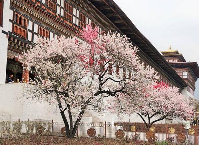 Một trong nhữngkung cảnh du khách dễ nhìn thấy khi Bhutan vào xuân là những cây hoa anh đào nở rộ. 