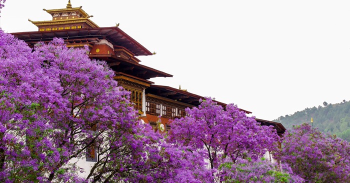 Cung điện Punakha Dzong là một trong những địa điểm ngắm hoa phượng tím nổi tiếng ở Bhutan. 