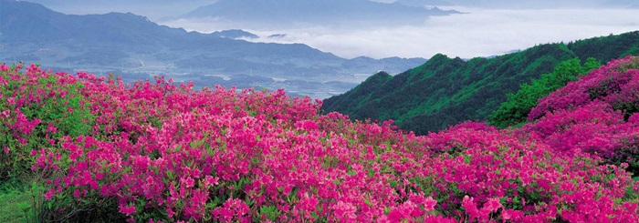 Hoa đỗ quyên thường nở vào tháng 3 - tháng 4, tô điểm thêm sắc màu thi vị cho tiết trời vào xuân của Bhutan. 