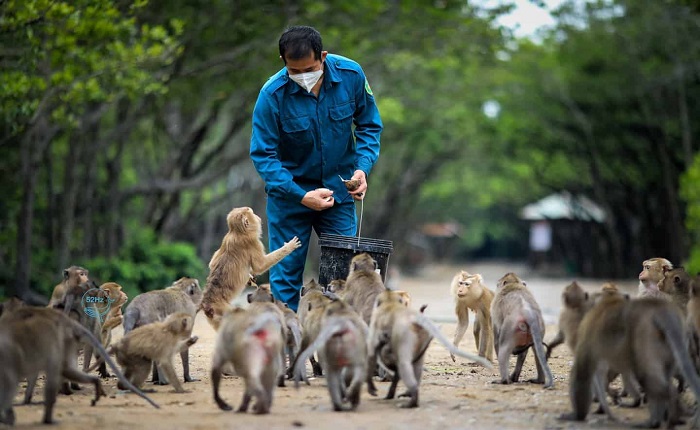 Những con khỉ ở đây rất tinh nghịch nên khách du lịch Cần Giờ cần chú ý bảo quản đồ đạc 