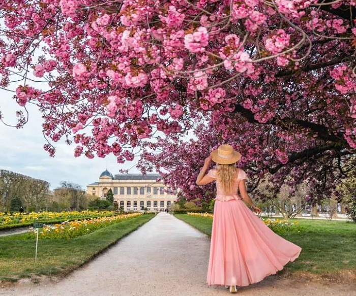 ngắm hoa anh đào ở Paris