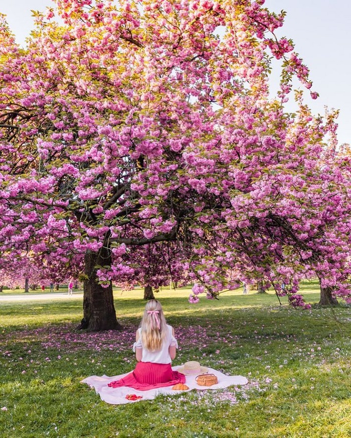 ngắm hoa anh đào ở Paris