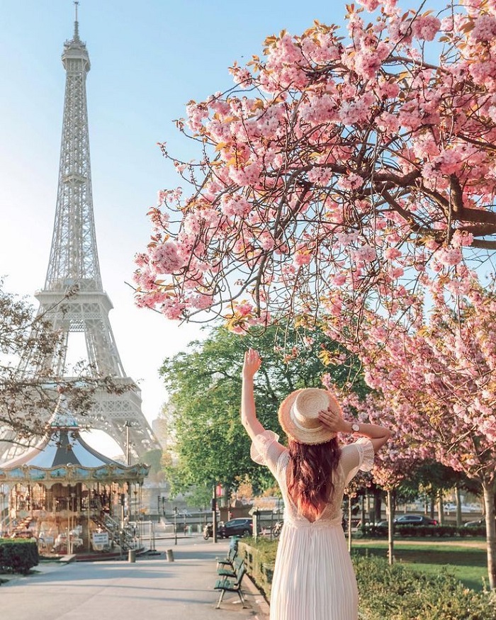 ngắm hoa anh đào ở Paris