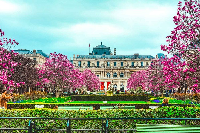 ngắm hoa anh đào ở Paris