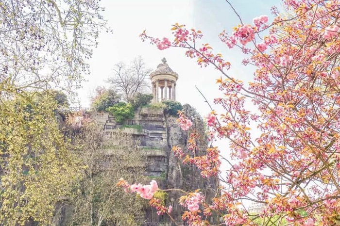 ngắm hoa anh đào ở Paris