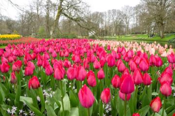 Vườn tulip lớn nhất thế giới kỷ niệm 75 tuổi