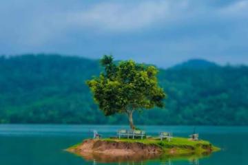 Cây cô đơn hồ Phú Ninh - Điểm sống ảo triệu like khiến giới trẻ mê mẩn 