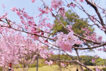 Mùa xuân này đừng bỏ qua 8 địa điểm ngắm hoa anh đào ở Hồng Kông đẹp tựa cổ tích