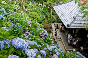 Du lịch Kamakura Nhật Bản – Hành hương đầu năm, khám phá vùng đất của những ngôi đền