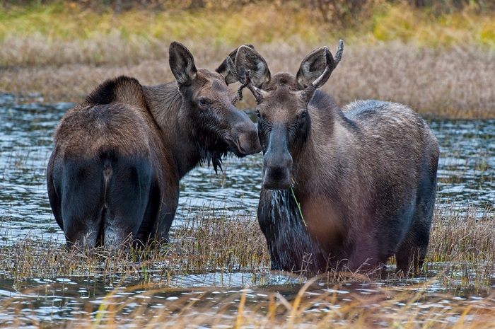 Ngắm nhìn động vật hoang dã sẽ là một trải nghiệm nên thử ở Yukon để gặp gỡ những “người bạn” thú vị