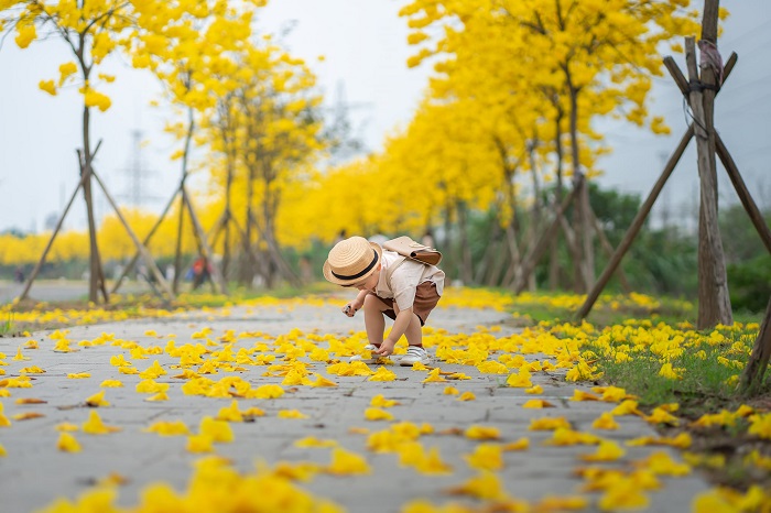 Hoa phong linh vàng cũng là một trong những Hà Nội mùa hoa tháng 3