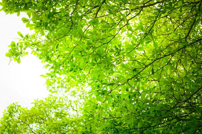 Chồi non xanh tươi trong khung cảnh buổi sớm của Hà Nội. 