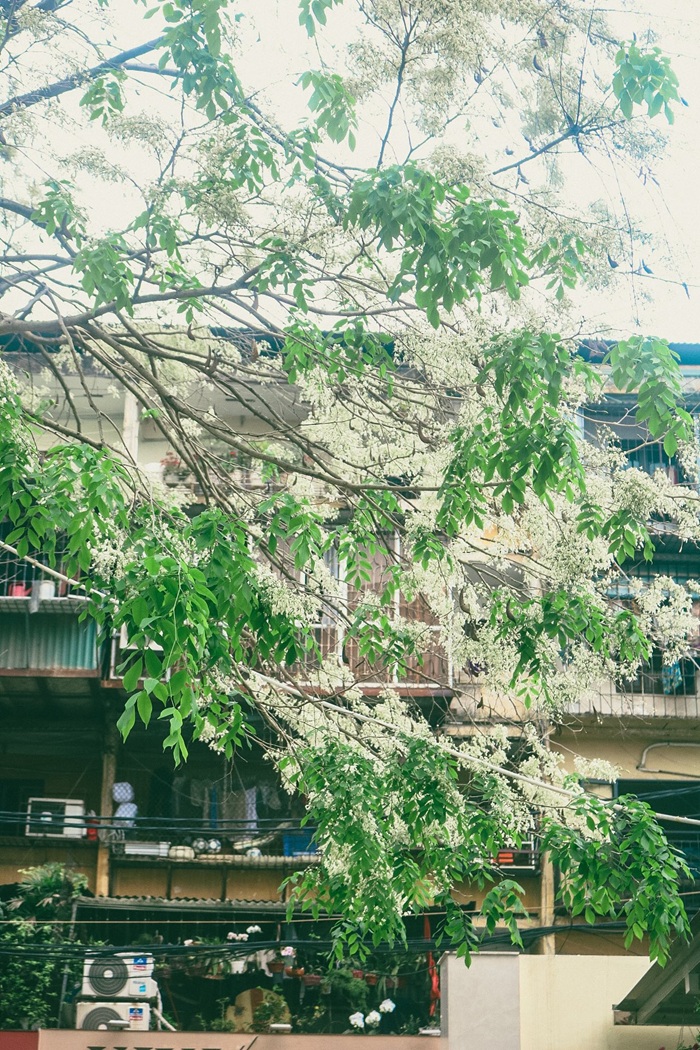 Những chùm hoa Sữa nở rộ trên tán cây, tô điểm cho góc phố dịu dàng, yên bình.
