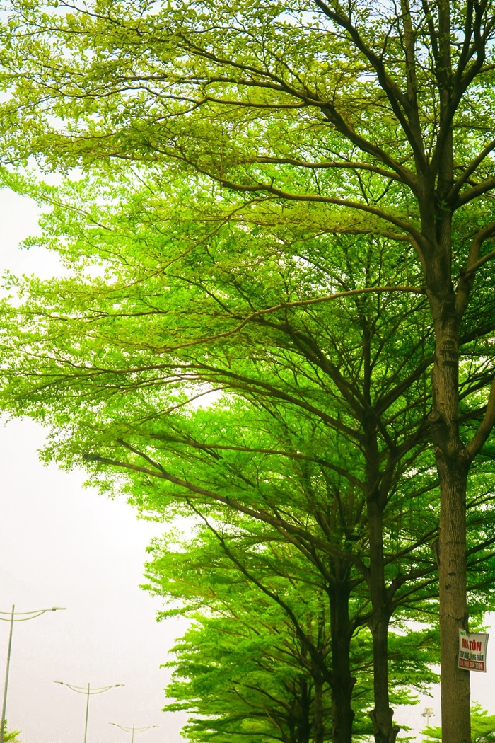 Tán lá xanh trải dài như mái vòm tự nhiên