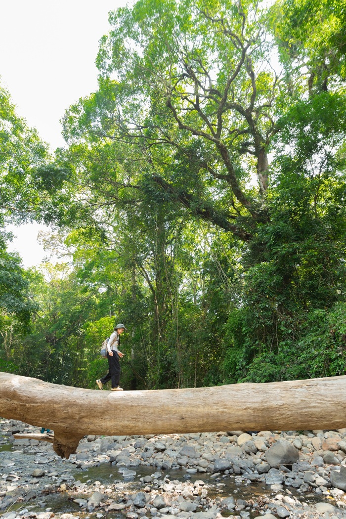 Địa điểm được Đức Hoàng chụp nhiều với một thân cây rất lớn, không gian rừng rộng, và con người đứng giữa lại trở nên rất nhỏ. Thể hiện đúng tinh thần của chuyến đi. 
