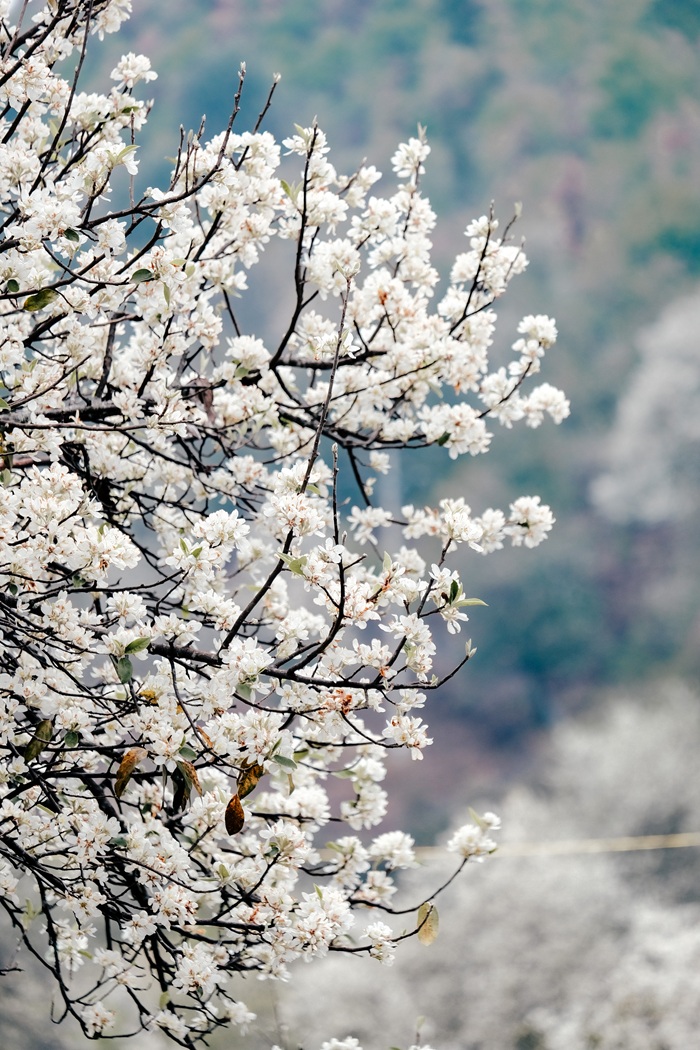 Hoa sơn tra nở theo chùm gồm 3 - 5 bông giống hoa mận, nhưng lâu tàn hơn. Ảnh: Việt Anh