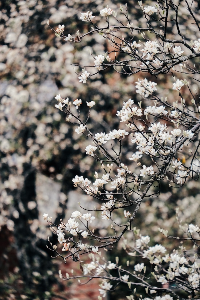 Tháng 3 là thời điểm hoa sơn trà nở rộ nhất trong năm. Ảnh: Việt Anh