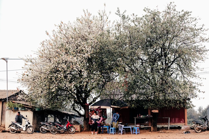 Hoa sơn tra xuất hiện trong cuộc sống hằng ngày của người dân địa phương. Ảnh: Việt Anh