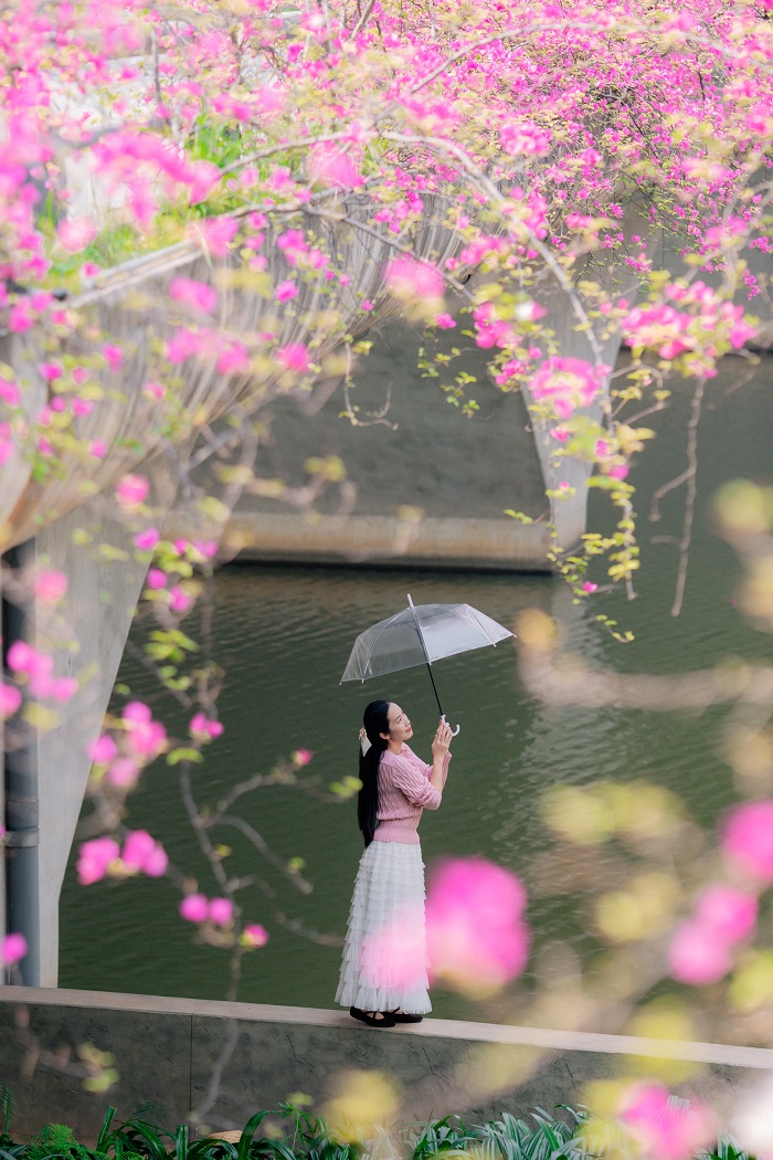 Cầu hoa giấy Ecopark Hưng Yên tô điểm cho bức ảnh check in của bạn