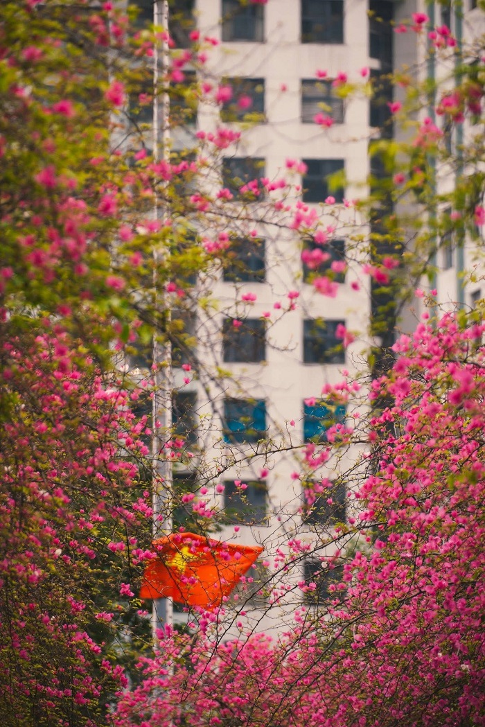 Cầu hoa giấy Ecopark Hưng Yên đang nở rực rỡ hơn bao giờ hết