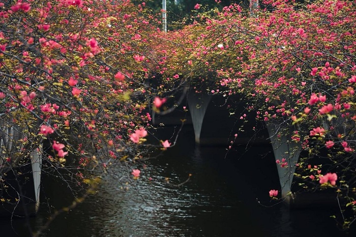 Có một mùa hoa giấy đẹp nao lòng tại cầu hoa giấy Ecopark Hưng Yên