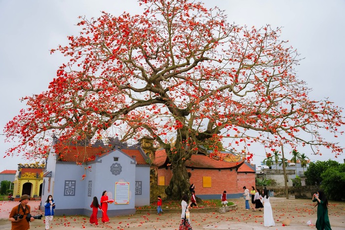 Hoa gạo nở đỏ rực thu hút nhiều người đến chụp ảnh. Ảnh: Bùi Tuấn