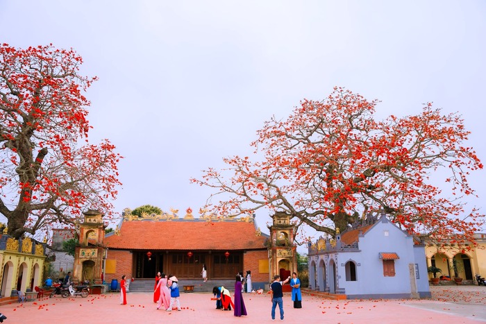 Hai cây hoa gạo cổ thụ tại đình Ngái - một nét đẹp văn hóa. Ảnh: Bùi Tuấn