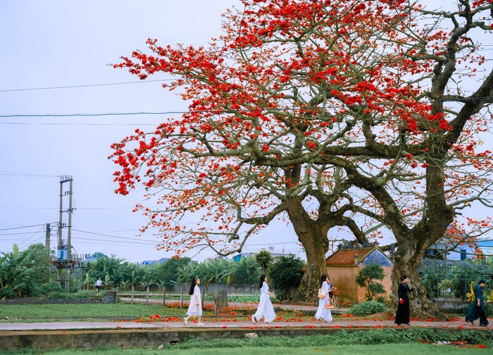 Hoa gạo báo hiệu sự chuyển giao mùa. Ảnh: Bùi Tuấn