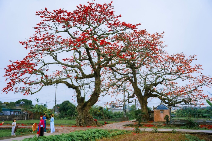 Hai cây hoa gạo cổ thụ tại đình Ngái - một nét đẹp văn hóa. Ảnh: Bùi Tuấn