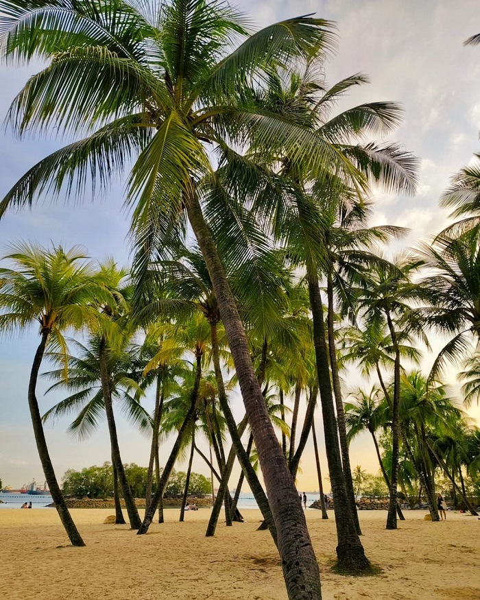 Bãi biển Siloso Singapore với những hàng dừa xanh nghiêng mình soi bóng