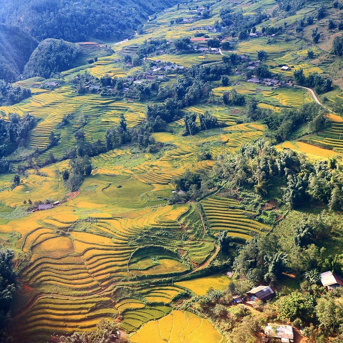 Bản Sín Chải Sapa vào mùa lúa chín vàng
