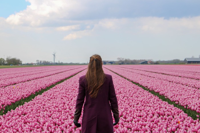 Các cánh đồng hoa tulip đẹp nhất ở Hà Lan - Goeree-Overflakkee