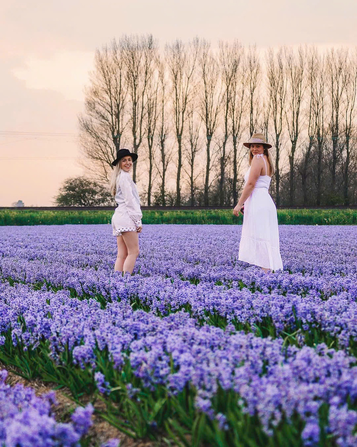 Các cánh đồng hoa tulip đẹp nhất ở Hà Lan - Bollenstreek