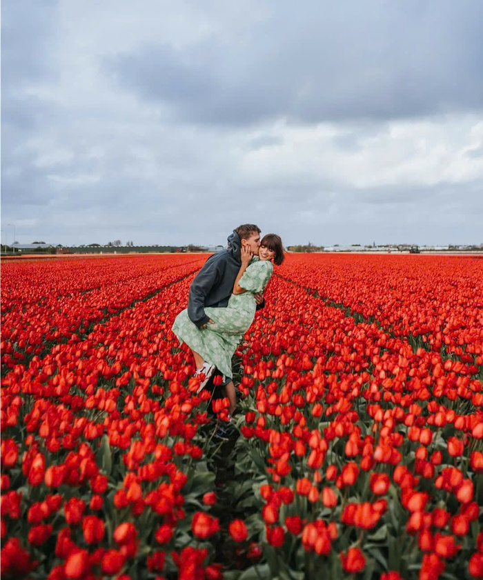 Các cánh đồng hoa tulip đẹp nhất ở Hà Lan - Bollenstreek