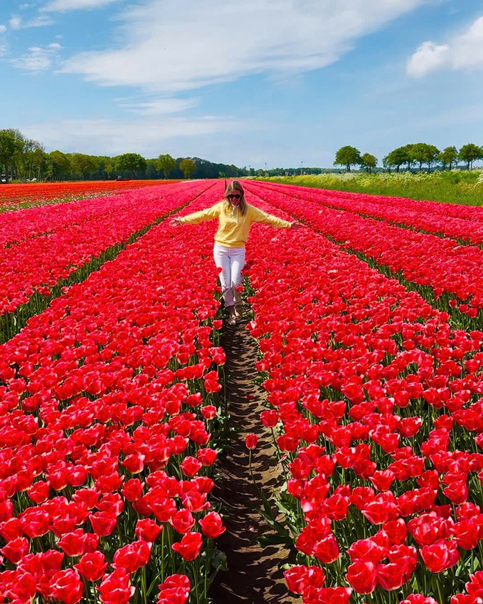 Các cánh đồng hoa tulip đẹp nhất ở Hà Lan - Noordoostpolder