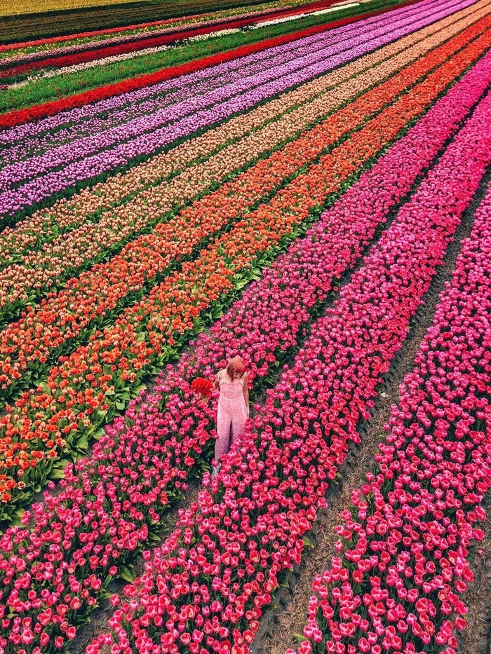 Những điều du khách cần lưu ý khi tham quan các cánh đồng hoa tulip đẹp nhất ở Hà Lan