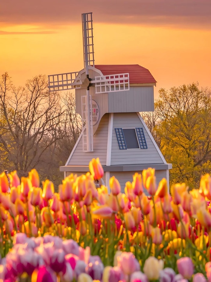 Các cánh đồng hoa tulip đẹp nhất ở Hà Lan - Keukenhof