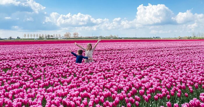 Các cánh đồng hoa tulip đẹp nhất ở Hà Lan - Goeree-Overflakkee