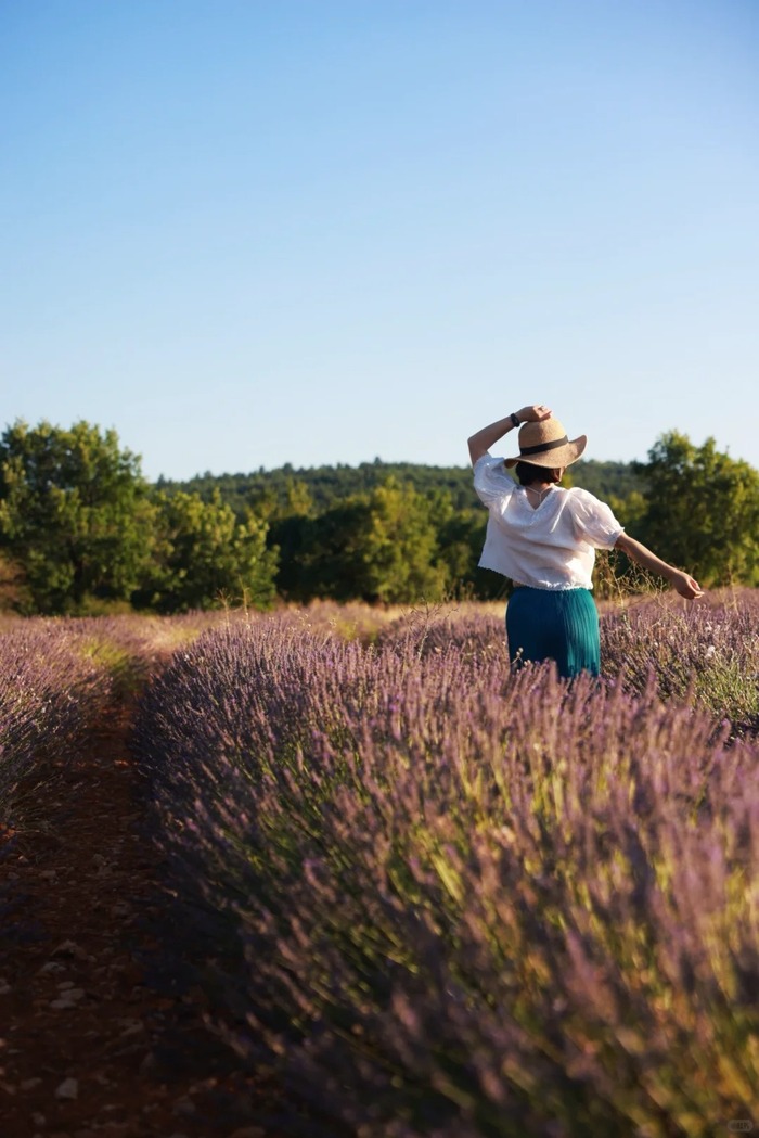 Các cánh đồng oải hương đẹp ở Provence Pháp - Vùng Sault