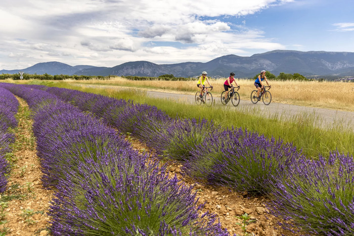 Các cánh đồng oải hương đẹp ở Provence Pháp - Digne-les-Bains